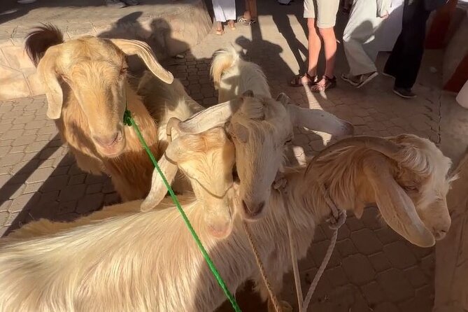 Private Friday Cattle Market-Nizwa and Jebel Akhdar-Full-Day Tour - Nizwa Souq and the city’s old trading center