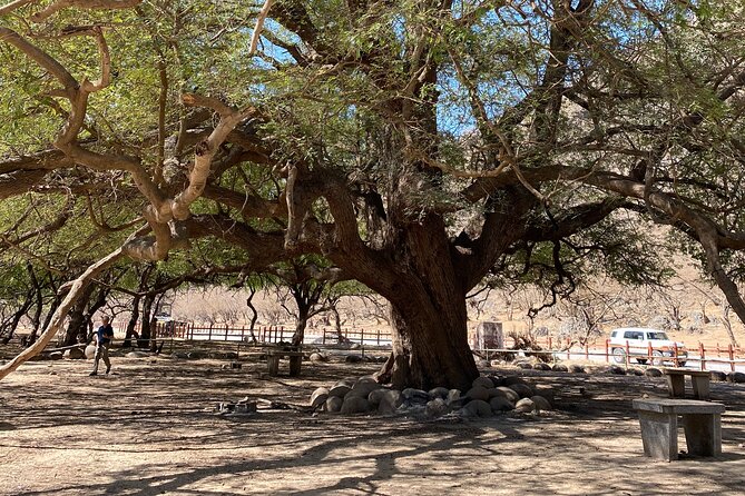 Private Full-Day East Oman Tour from Salalah with Lunch - Baobab trees in the Salalah area
