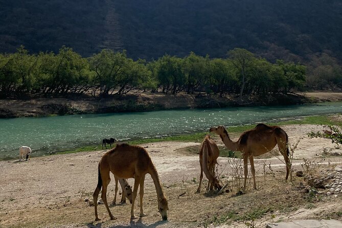 Private Full-Day East Oman Tour from Salalah with Lunch - Mirbat, the old horse market town