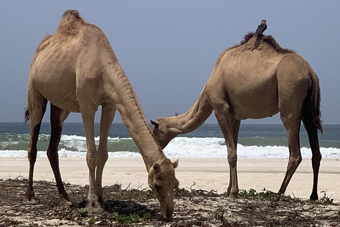 Private Guided Tour to West Beaches of Salalah - Your guide can shape the day