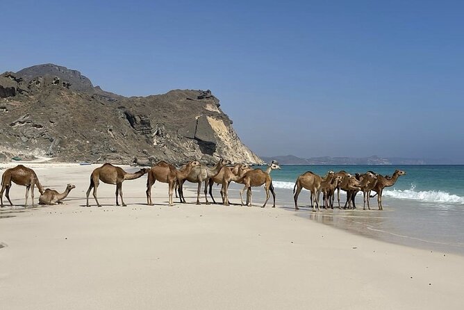 Private Guided Tour to West Beaches of Salalah - Marneef Cave and the blowholes near Mughsail