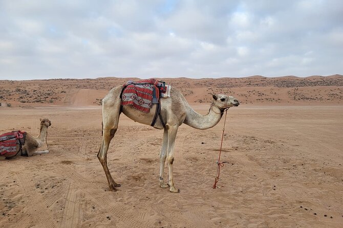 Private Safari tour and Wadi in 4x4 with a local guide - Private touring makes the price easier to judge