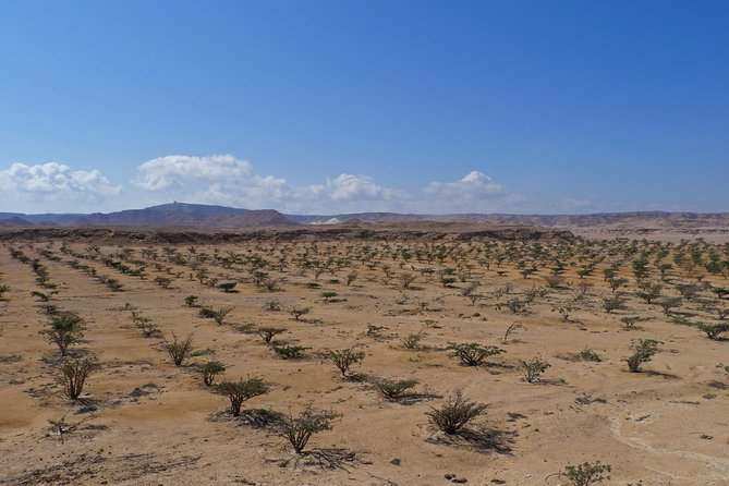 Private tour - Empty Quarter desert adventure - Wadi Dawka + Ubar - Wadi Dawka and the scent of frankincense