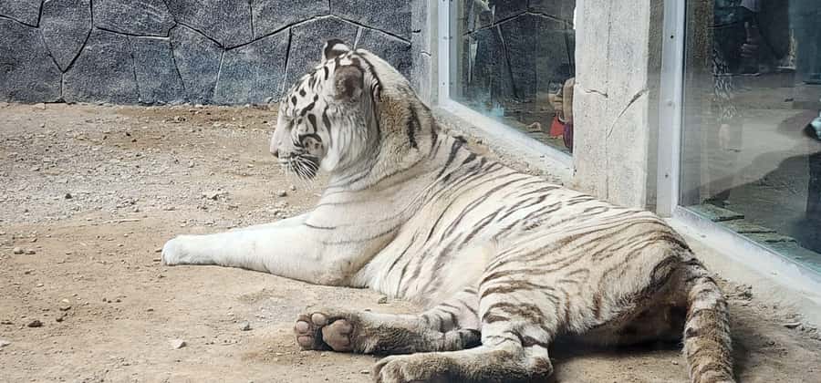 Safari World Zoo and Wahiba Sands with Sunset - Is $100 good value?