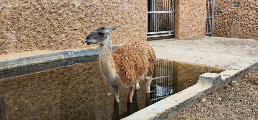 Safari World Zoo and Wahiba Sands with Sunset - The sunset stop in Wahiba Sands