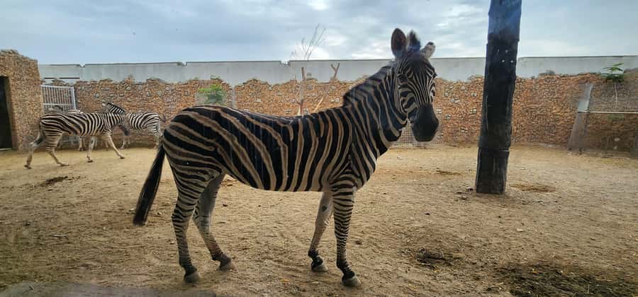 Safari World Zoo and Wahiba Sands with Sunset - Dinner under the night sky