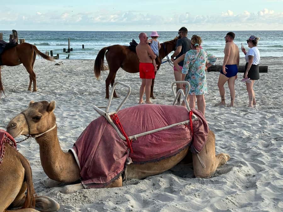 Salalah: Camel Riding on the Beach - How the $45 Price Measures Up