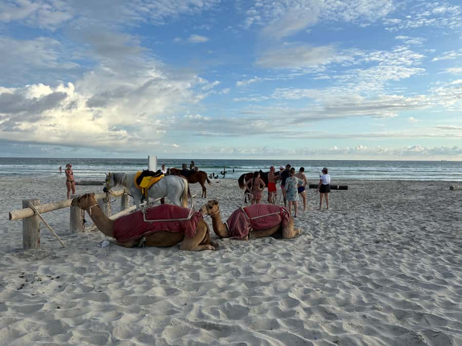 Salalah: Camel Riding on the Beach - Animal Welfare and Comfort Questions to Ask
