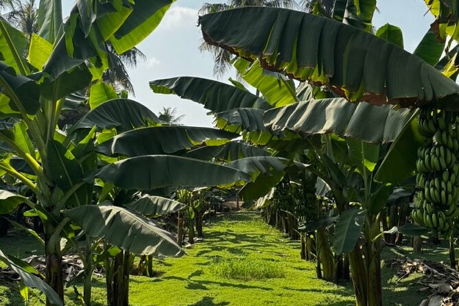Salalah City Tour: Discover Salalahs Treasures with a Local Guide - Hafa Beach and the Salalah coast