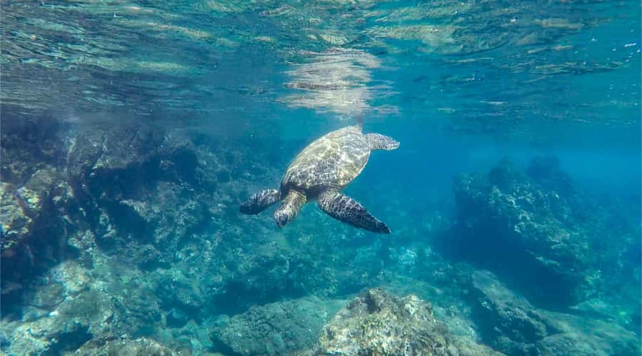 Salalah: Discover Mirbat's Snorkeling Paradise Guided Tour - Why Eagle Bay is worth the trip from Salalah