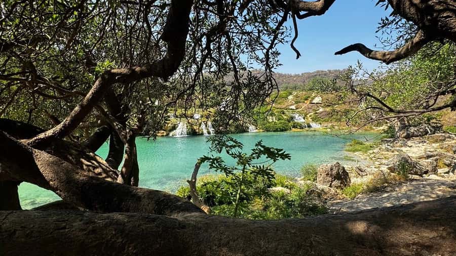 Salalah East Adventure: Waterfalls, Mountain & Safari - Baobab trees add an unexpected stop