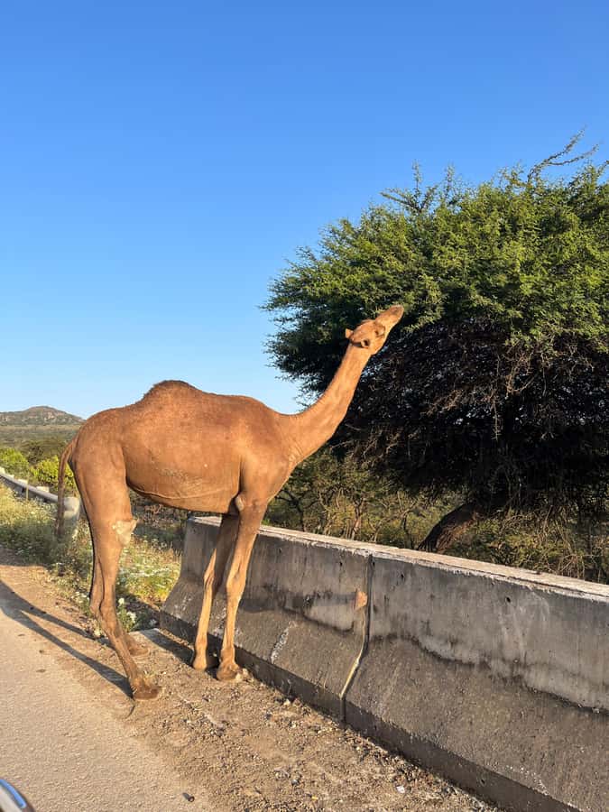 Salalah East Adventure: Waterfalls, Mountain & Safari - The 4x4 and group size affect the value