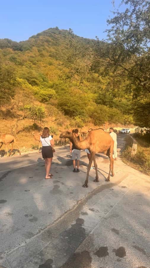 Salalah East Tour: Taqah , Darbat waterfall,camel's baobab - Who should book this tour?