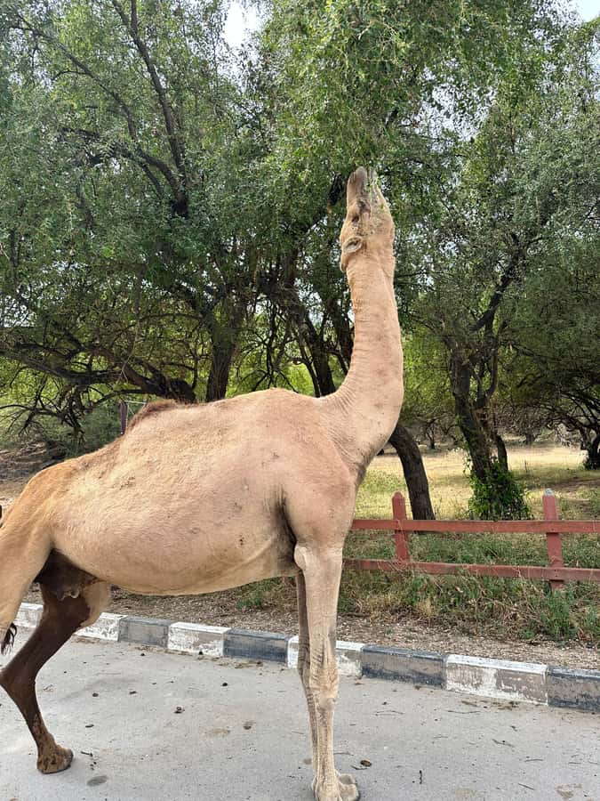 Salalah: Half-Day Guided Tour to Wadi Darbat & Mount Samhan - Small practical details that make a difference