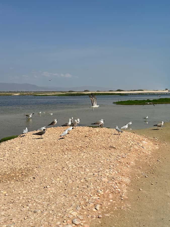 Salalah: Half-Day Guided Tour to Wadi Darbat & Mount Samhan - Should you book the Wadi Darbat and Mount Samhan tour?