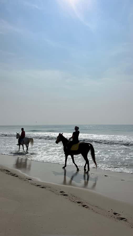 Salalah: Horse Riding by the Beach - The horses and the coastal setting