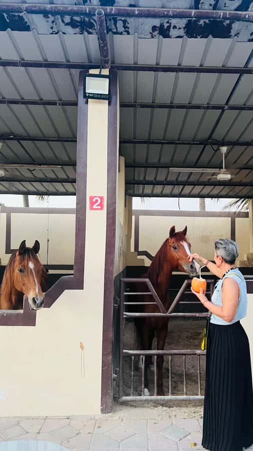 Salalah: Horse Riding by the Beach - What happens from hotel pickup to the beach