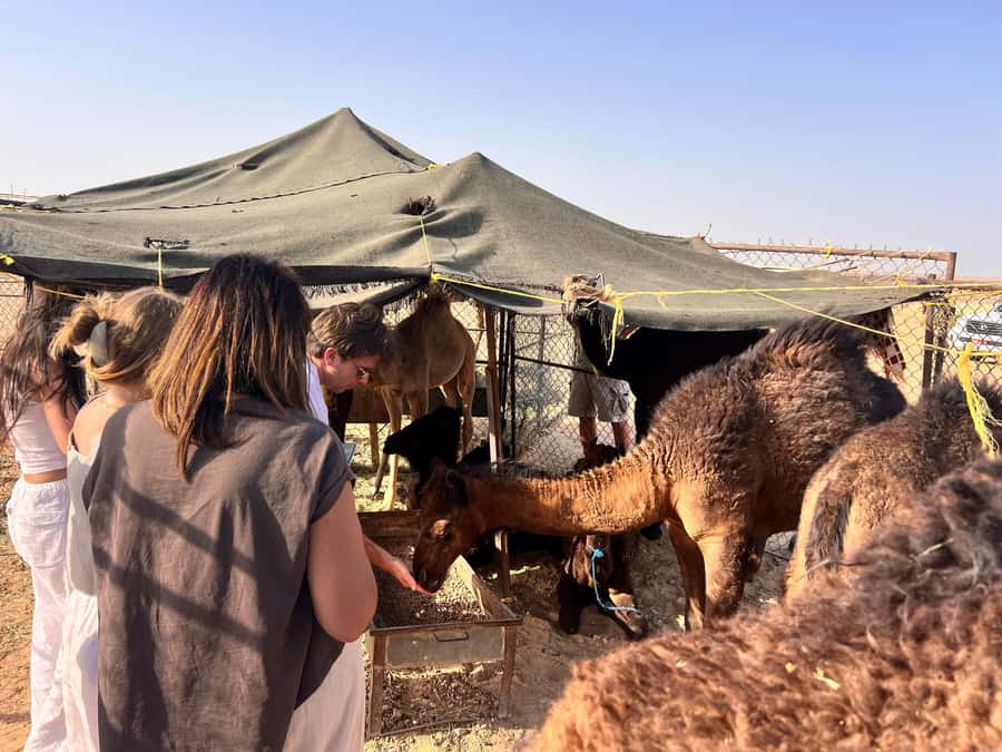 Salalah: Sunset Desert Safari - Rub Al Khali - Empty Quarter - Thumrait, the gateway to the sand