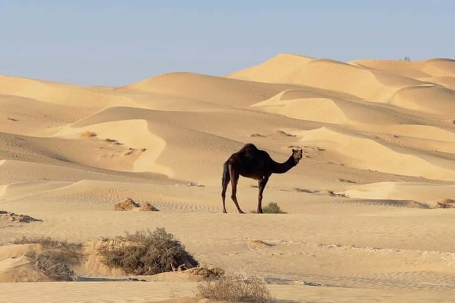 Salalah: Sunset desert safari tour in salalah(private tour) - The guide can make or break a long day