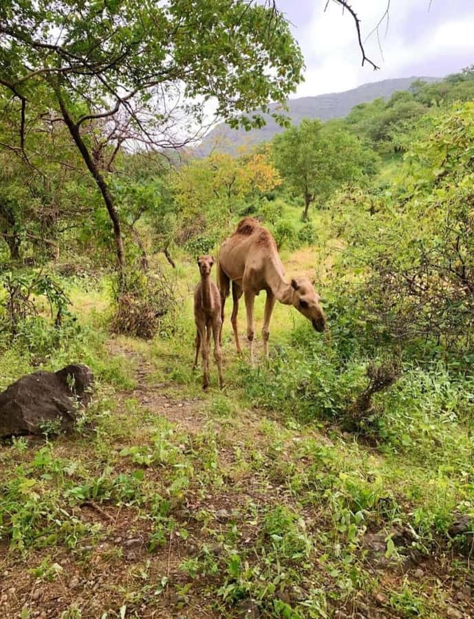 Salalah: Wadi Darbat, ,Teeq Cave - Baobou Trees Tour - Taqah Castle and a short history stop