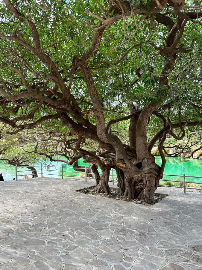Salalah: Wadi Derbat, Jabal Samhan, & Sinkhole Private Tour - Wadi Derbat brings water to the desert