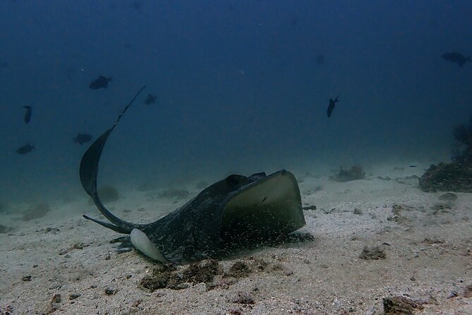 Scuba Diving Adventure in Musandam, Oman - Key points before you book