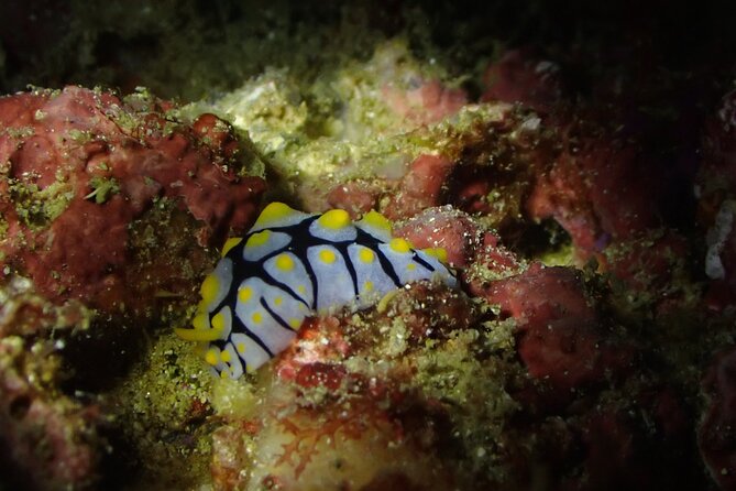 Scuba Diving Adventure in Musandam, Oman - What happens at the two sites