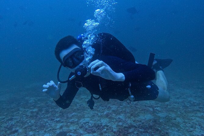 Scuba Diving Adventure in Musandam, Oman - Marine life you may encounter