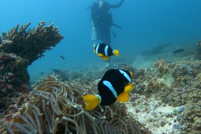 Scuba Diving in muscat
