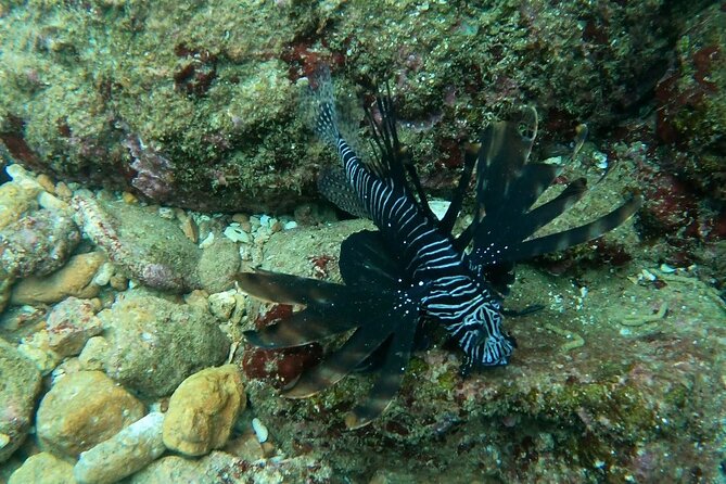 Scuba Diving in muscat - What you might see below the surface