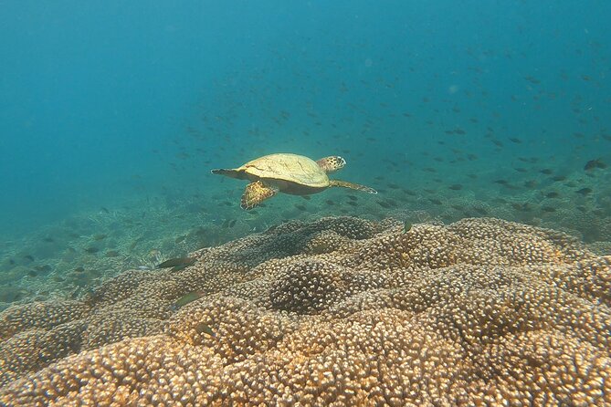 Scuba Diving in muscat - Food, drinks, and the value of the $198.42 price