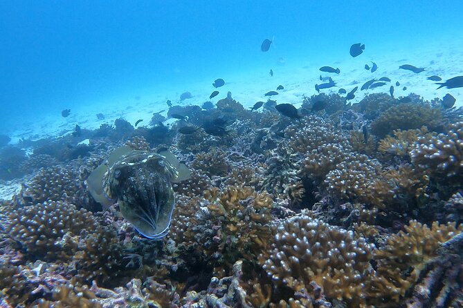 Scuba Diving in muscat - Timing, group size, and practical comfort