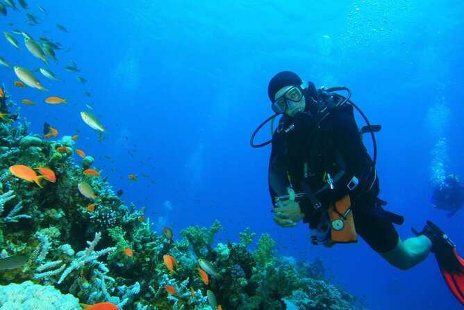 Scuba Diving to Dimaniyat Islands Muscat Oman - Why the Daymaniyat Islands are worth your morning