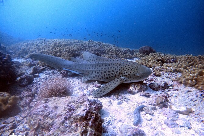 Scuba Diving Trips to Dimaniyat Islands - Reaching the Daymaniyat Islands from Al Seeb Port