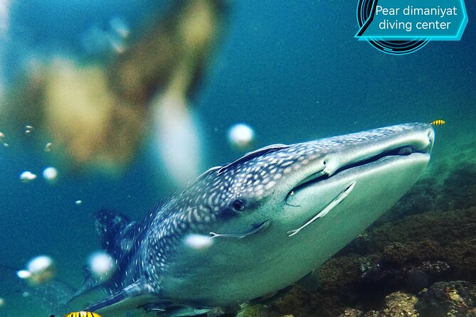 Scuba Diving Trips to Dimaniyat Islands - Choosing between snorkeling and scuba