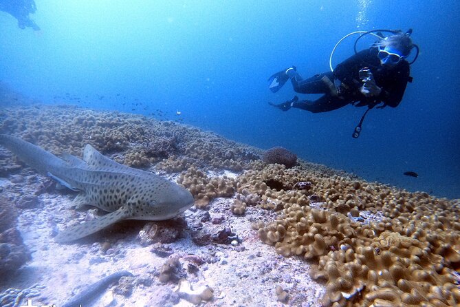 Scuba Diving Trips to Dimaniyat Islands - Food, equipment, and what to bring