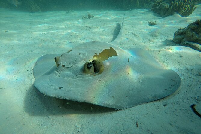 Snorkeling Adventure to Daymaniat Islands - Reaching the Daymaniat Islands from Al Mouj