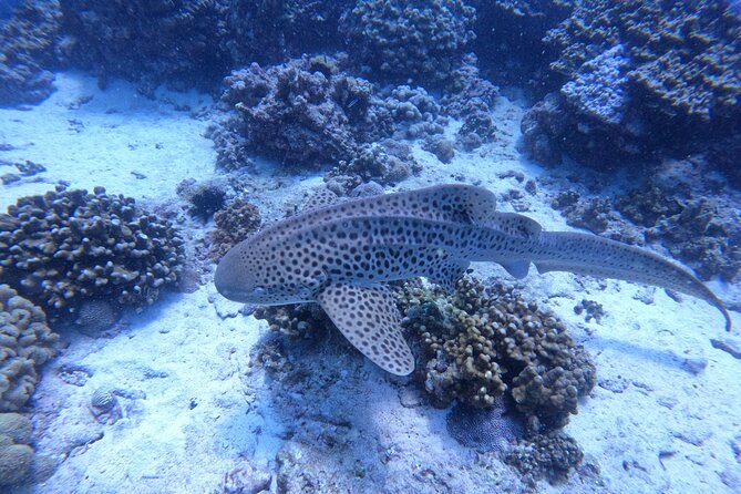Snorkeling Adventure to Daymaniat Islands - Food, water, and a plastic-free approach
