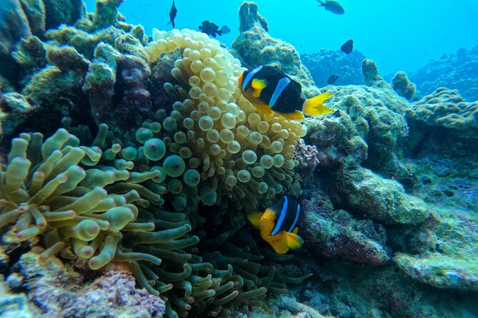 Snorkeling Adventure to Daymaniat Islands - Who will enjoy this outing most?