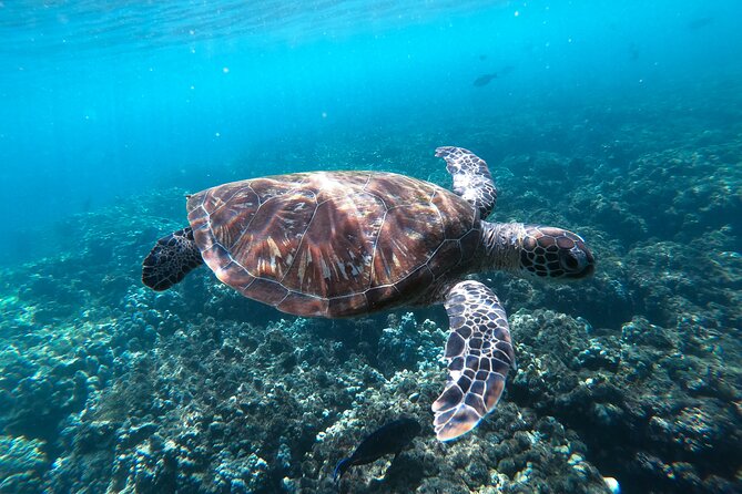 Snorkeling Adventure to Daymaniat Islands - Should you book the Daymaniat Islands snorkeling trip?
