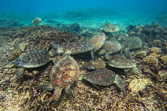 Snorkeling Adventure to Daymaniat Islands - What the small group means in the water