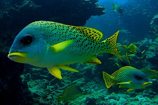Snorkeling Experience at Ad Daymaniyat Islands in Muscat - From Seeb Port to the Ad Daymaniyat Islands