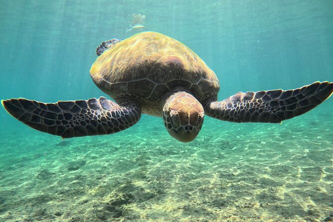 Snorkeling Experience at Ad Daymaniyat Islands in Muscat - Coral, Fish, Rays, and Reef Sharks
