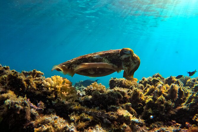 Snorkeling Experience at Ad Daymaniyat Islands in Muscat - How the Small Group Changes the Day