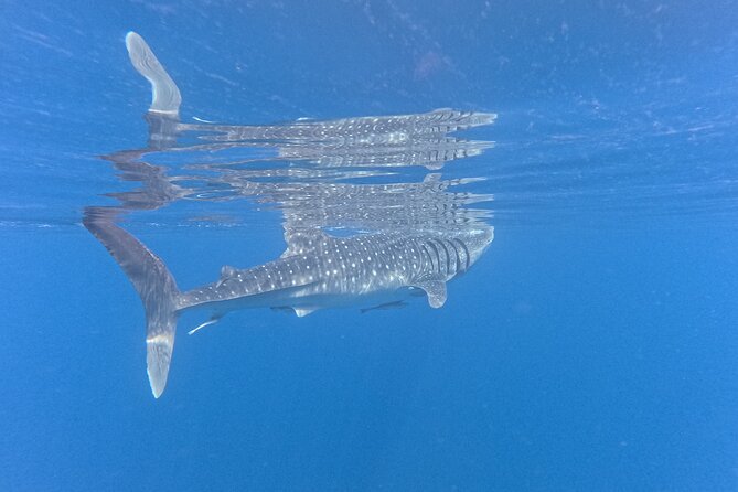 Snorkeling Experience at Ad Daymaniyat Islands in Muscat - Guide Assaad and the Local Crew
