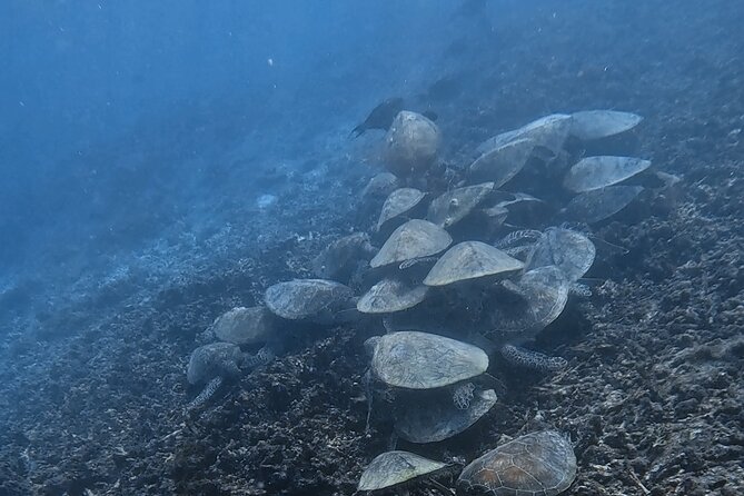 Snorkeling Experience at Ad Daymaniyat Islands in Muscat - Is $99 a Fair Price?