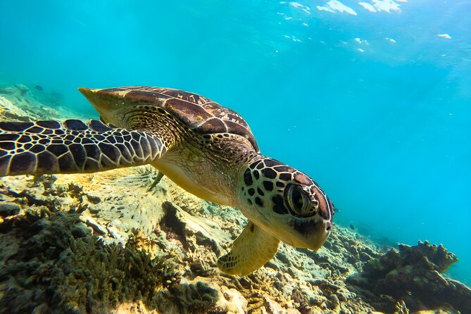 Snorkeling Experience at Ad Daymaniyat Islands in Muscat - Three Stops, Three Different Underwater Views