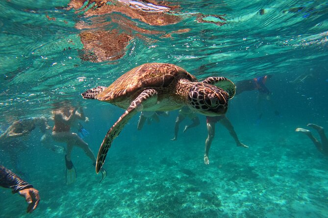 Snorkeling in Daymaniat Island - What the 4.5-hour itinerary feels like