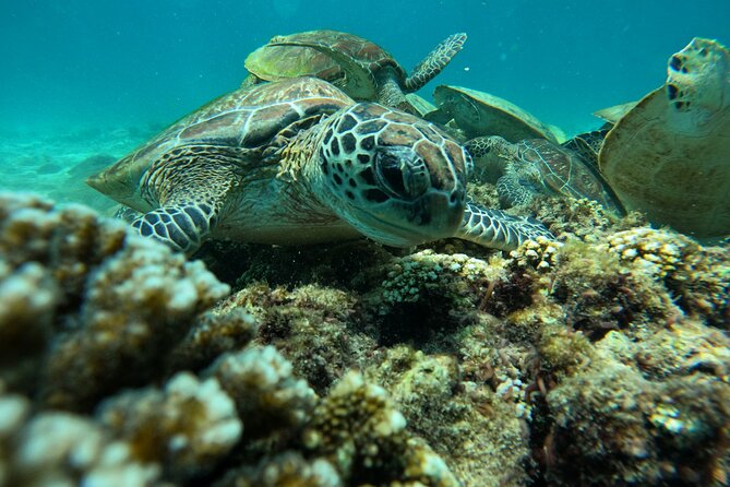 Snorkeling in Daymaniat Island - Who will enjoy this trip most?