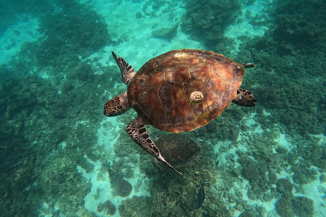 Snorkeling in Daymaniat Island - Booking details that matter